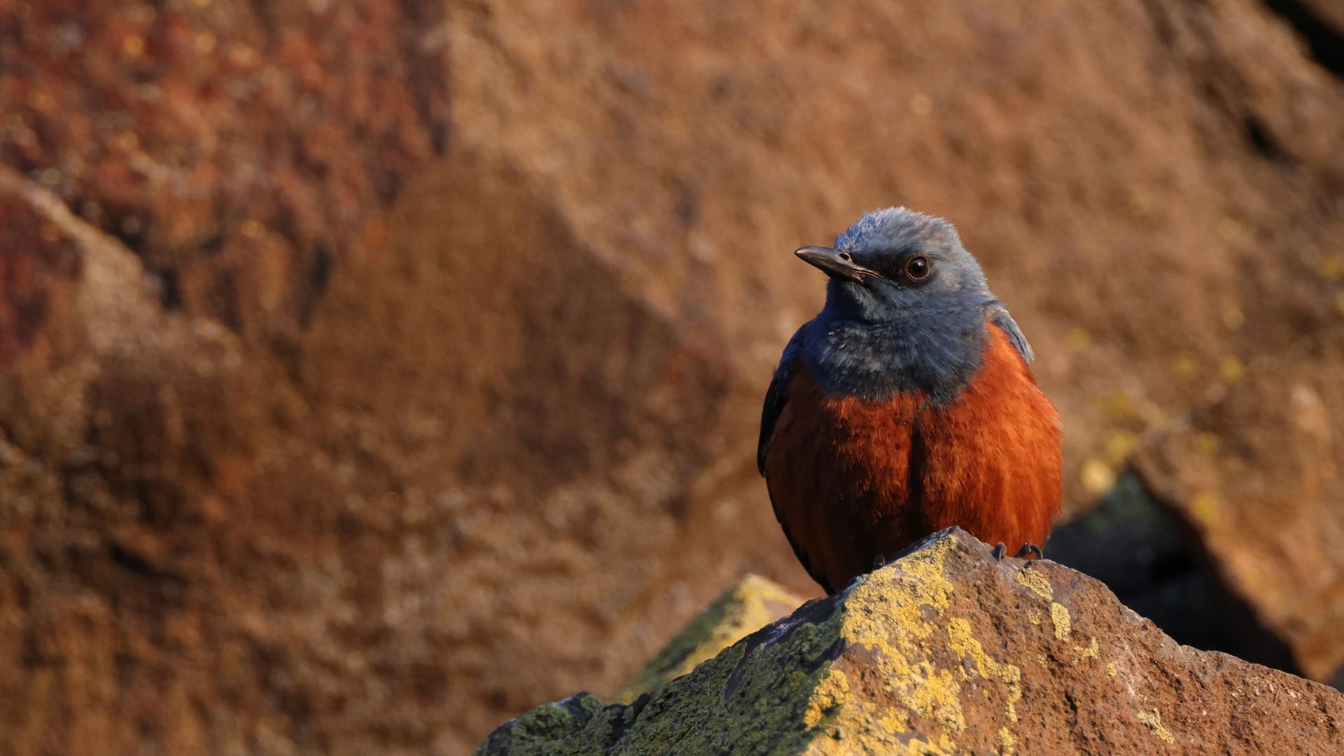 Blaumerle in Japan (Symbolbild): Noch ist nicht klar, wie der Vogel in die USA gekommen ist.