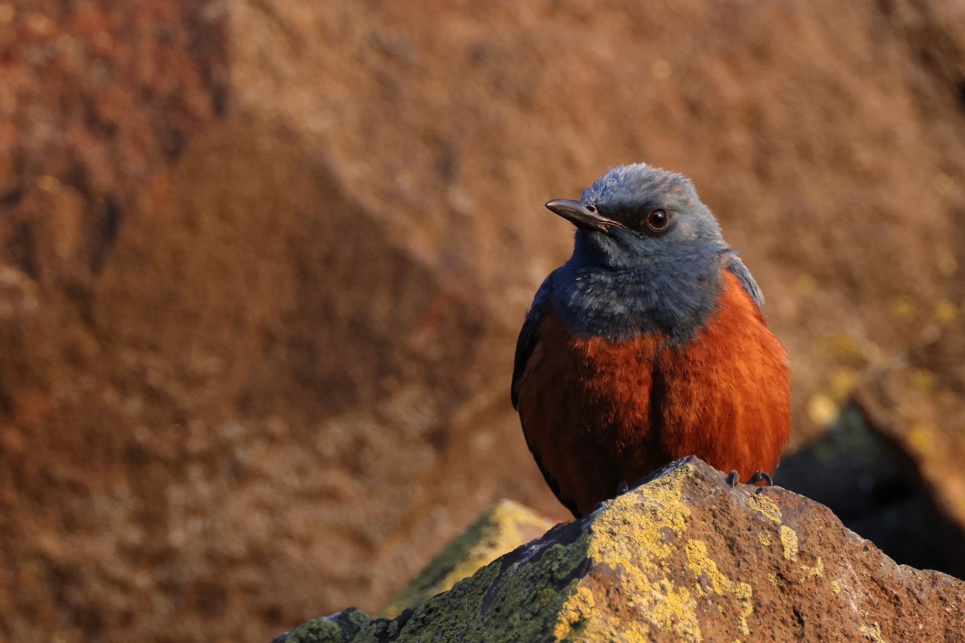 Blaumerle in Japan (Symbolbild): Noch ist nicht klar, wie der Vogel in die USA gekommen ist.