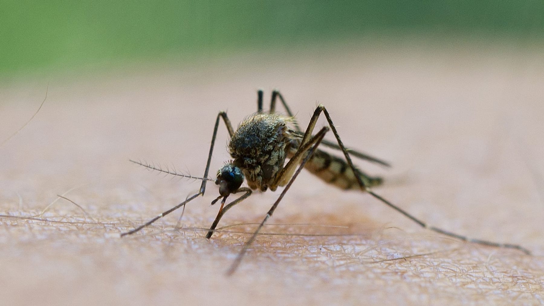 Mückensaison beginnt dieses Jahr deutlich früher als sonst