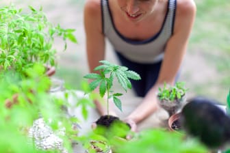 Cannabis zu Hause anbauen: Bestimmte Mengen sind für Volljährige seit dem 1. April erlaubt.