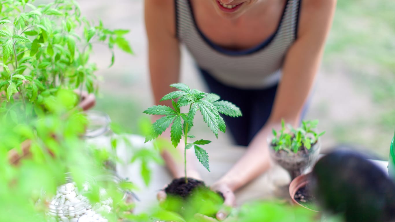 Cannabis zu Hause anbauen: Bestimmte Mengen sind für Volljährige seit dem 1. April erlaubt.