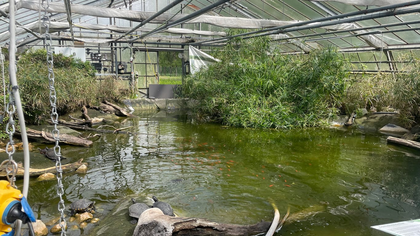 Im Refugium "Chelonia" haben Hunderte Schildkröten und Fische eine vorübergehende Bleibe gefunden. Auch drei Alligatoren leben hier.