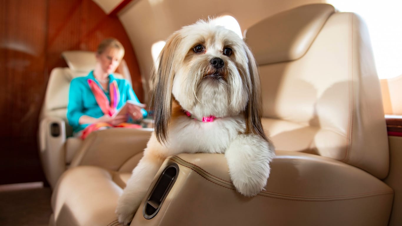 Hund und Frauchen im Flugzeug (Symbolbild): An Bord werden die Hunde verwöhnt.