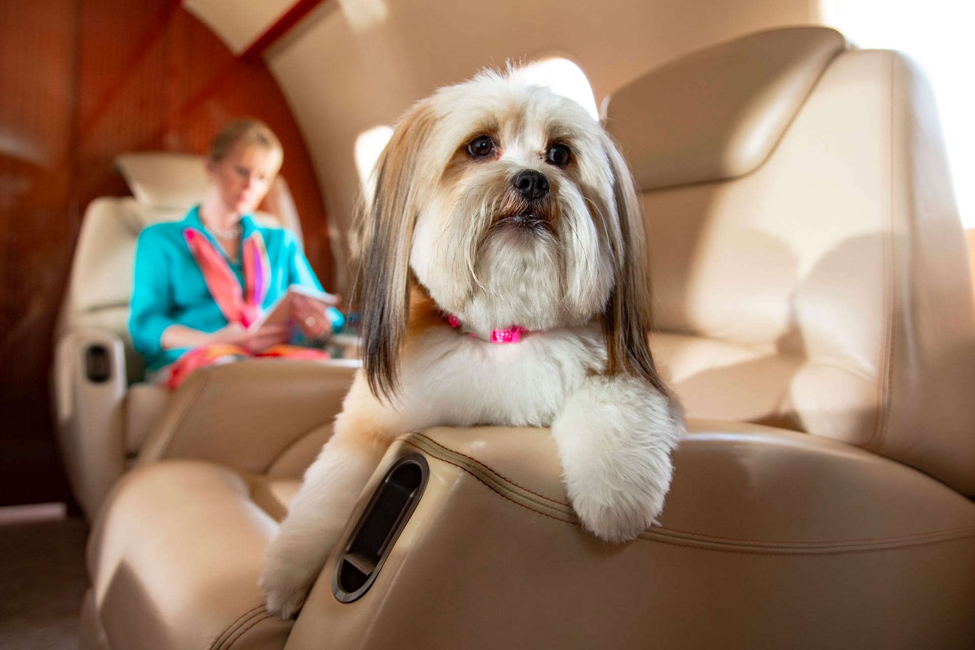 Hund und Frauchen im Flugzeug (Symbolbild): An Bord werden die Hunde verwöhnt.