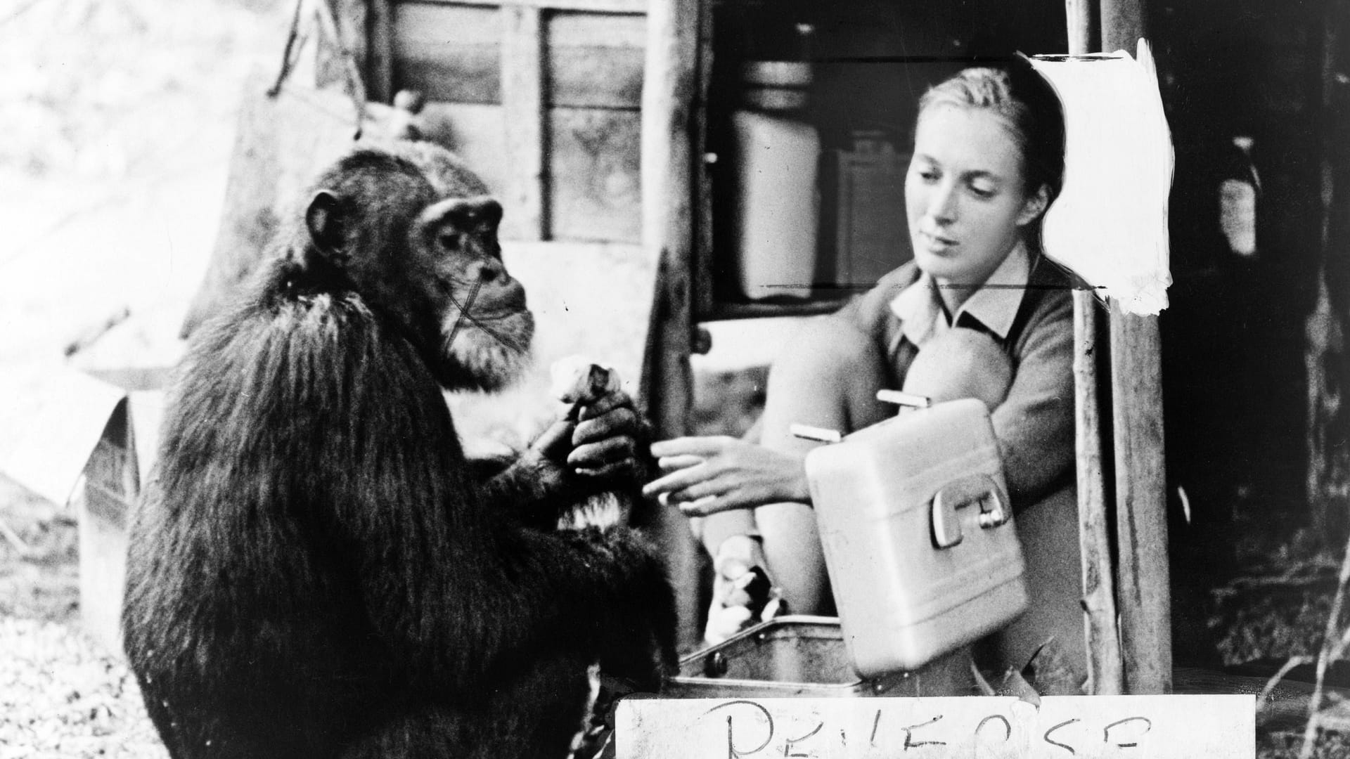 Jane Goodall mit ihrem "besten Freund" David Greybeard