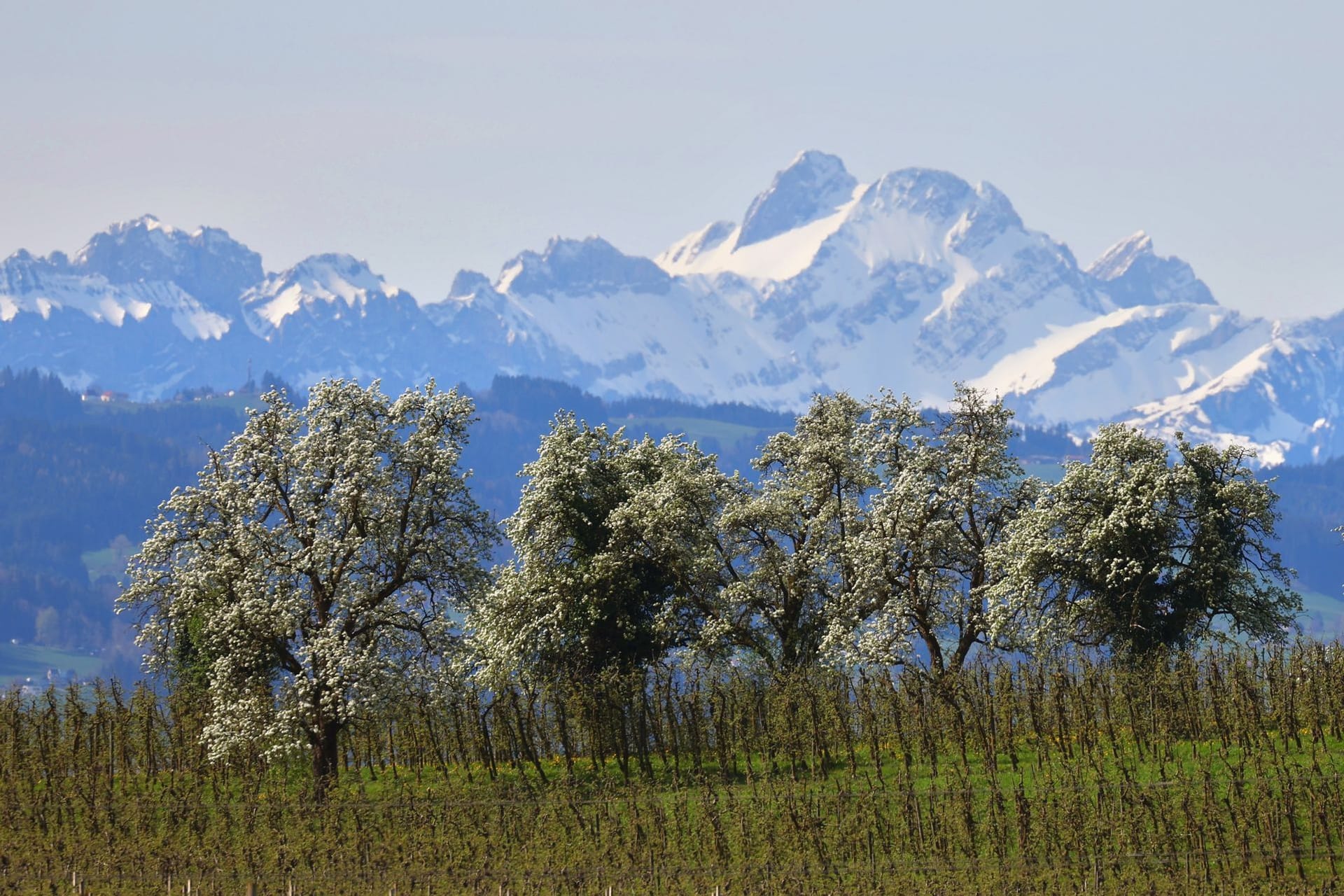 Obstblüte am Bodensee