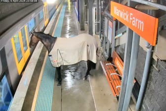 Ein Pferd am Bahnsteig in Sydney.