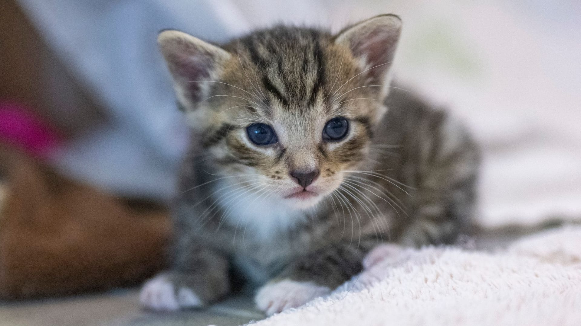 Katzen Katzen