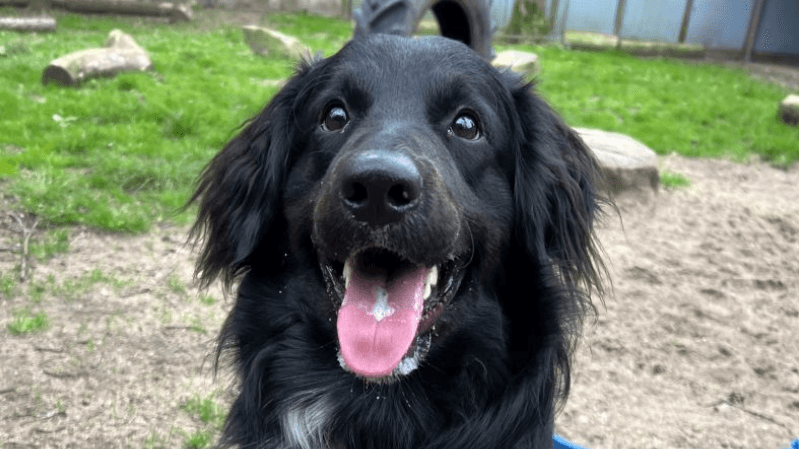 Der muntere "Buddy" im Tierheim: Wer hat Zeit für seine Erziehung? Der muntere "Buddy" im Tierheim: Wer hat Zeit für seine Erziehung?