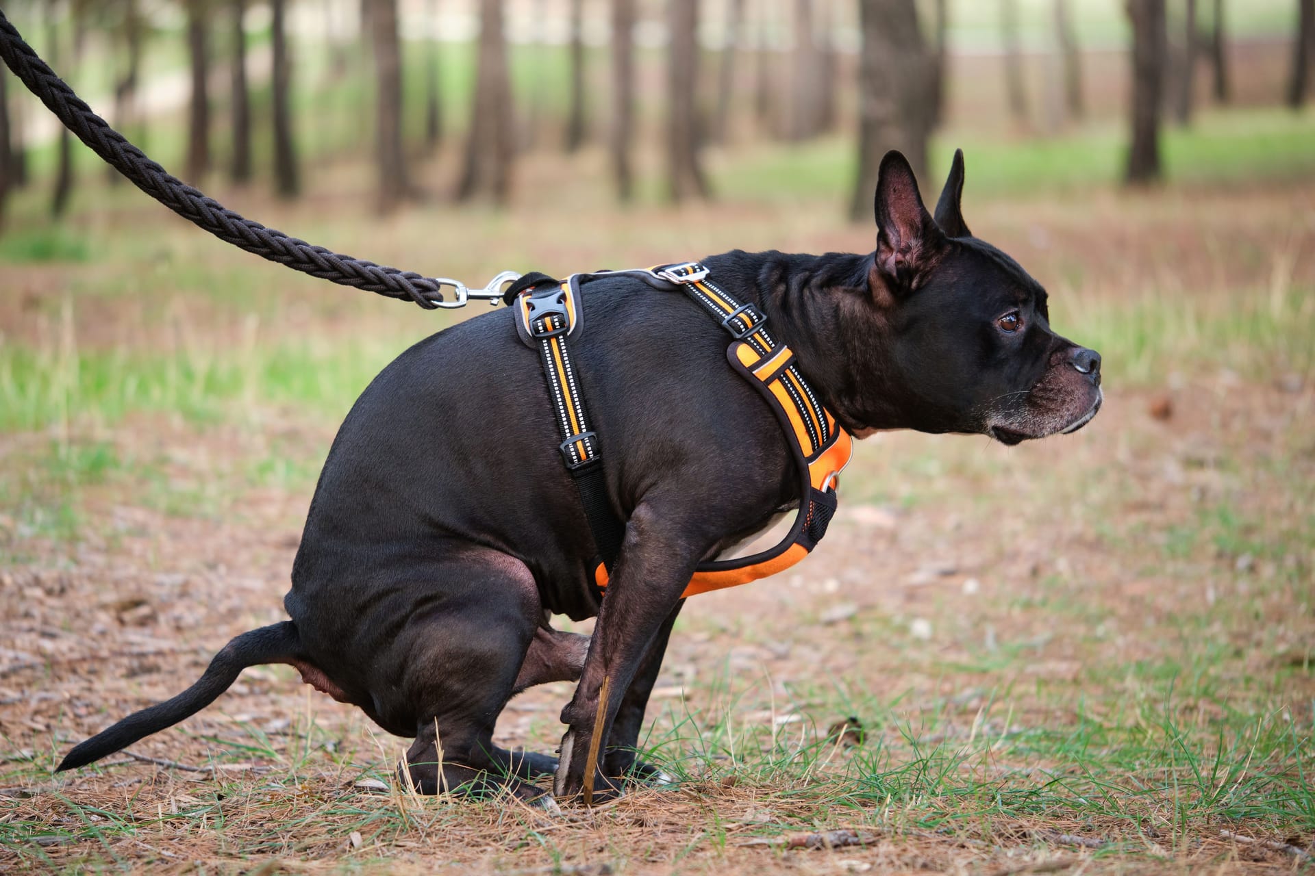 Ein kotender Hund: In Mainz haben sich zwei Männer im Streit um Hundekot verprügelt.