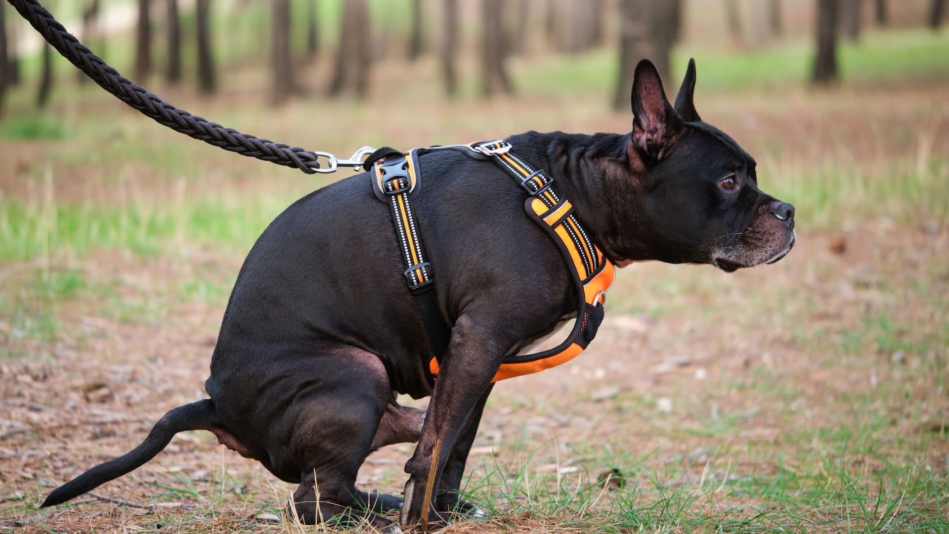 Ein kotender Hund: In Mainz haben sich zwei Männer im Streit um Hundekot verprügelt.