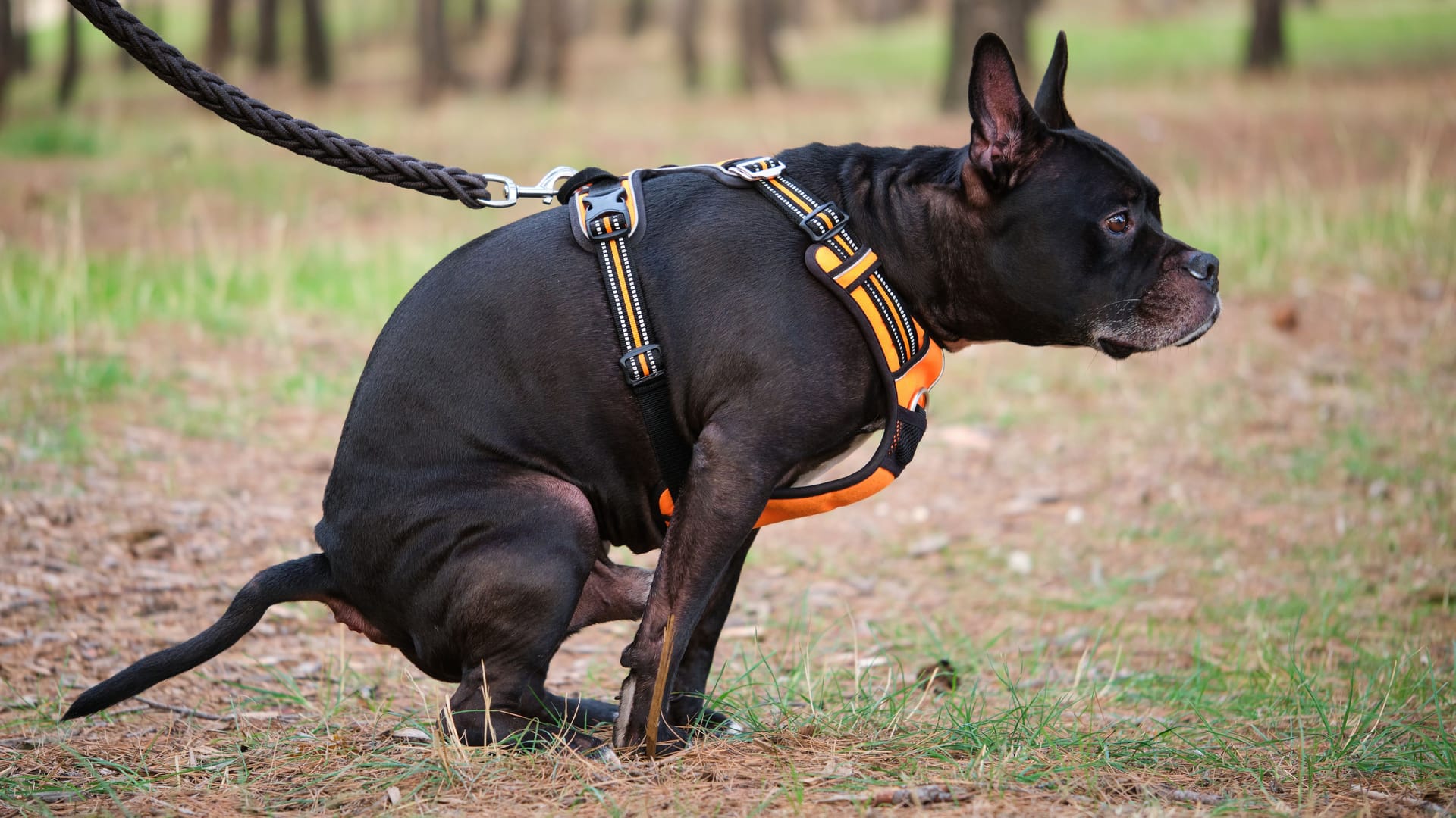 Ein kotender Hund: In Mainz haben sich zwei Männer im Streit um Hundekot verprügelt.