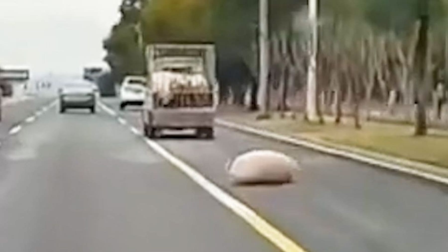 Schwein stürzt vom LKW mitten ins Verkehrs-Chaos | China