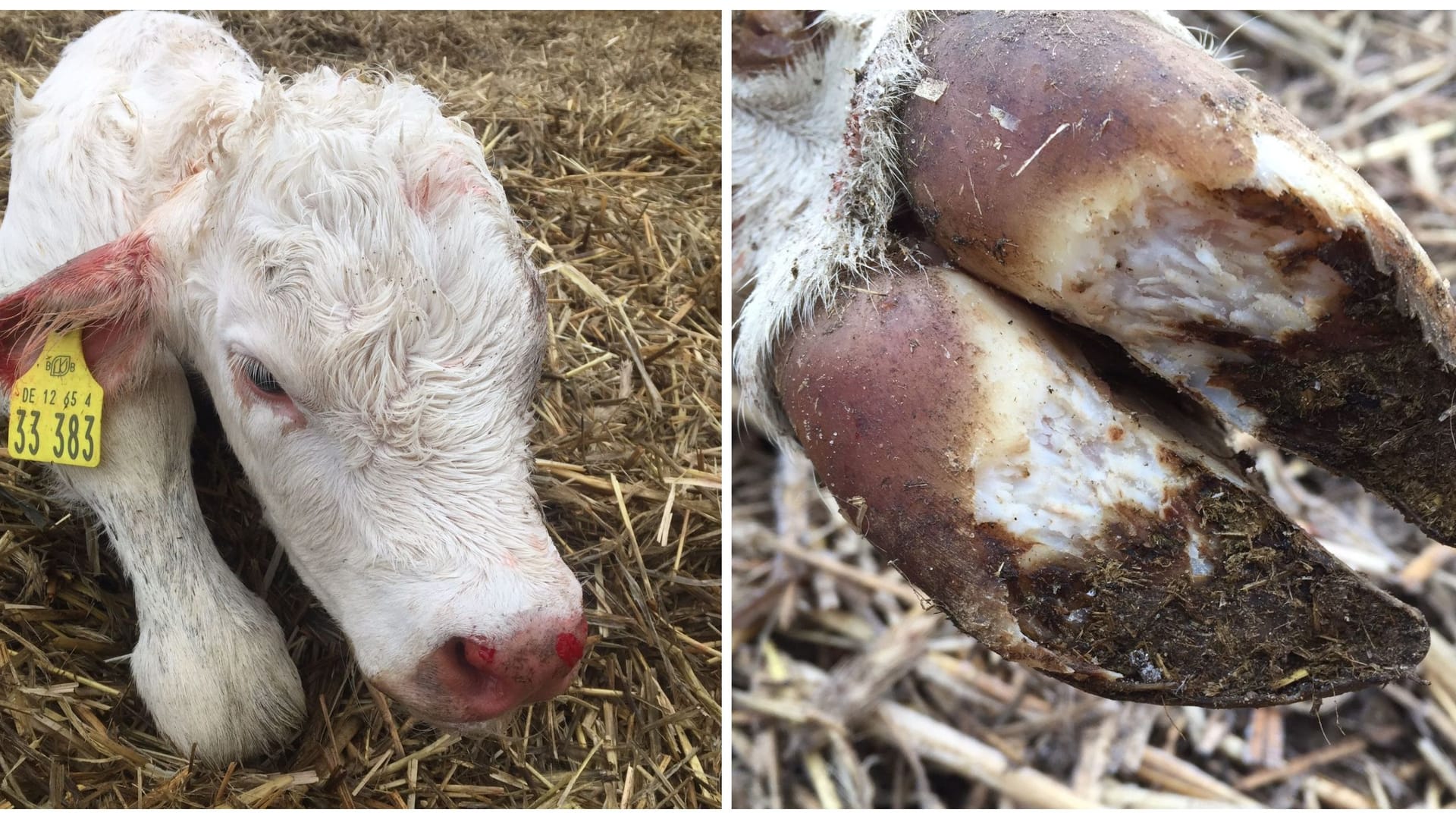 Kalb mit Verletzungen an Ohr und Schnauze, ausgehackte Klauen: Vier Kälber musste Bauer Peters in diesem Jahr bisher einschläfern.