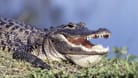 Alligator (Symbolbild): Laut seinem Besitzer hat der verschwundene Alligator noch nie aggressives Verhalten gezeigt.