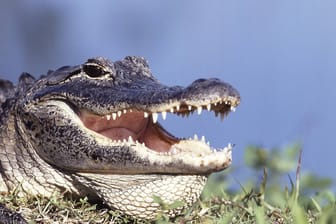 Alligator (Symbolbild): Laut seinem Besitzer hat der verschwundene Alligator noch nie aggressives Verhalten gezeigt.