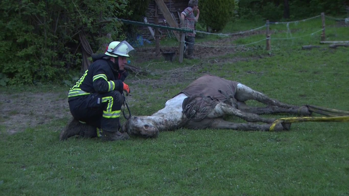 Dortmunder Feuerwehrmann mit einem Pferd: Das Tier konnte mit vereinter Kraft gerettet werden.