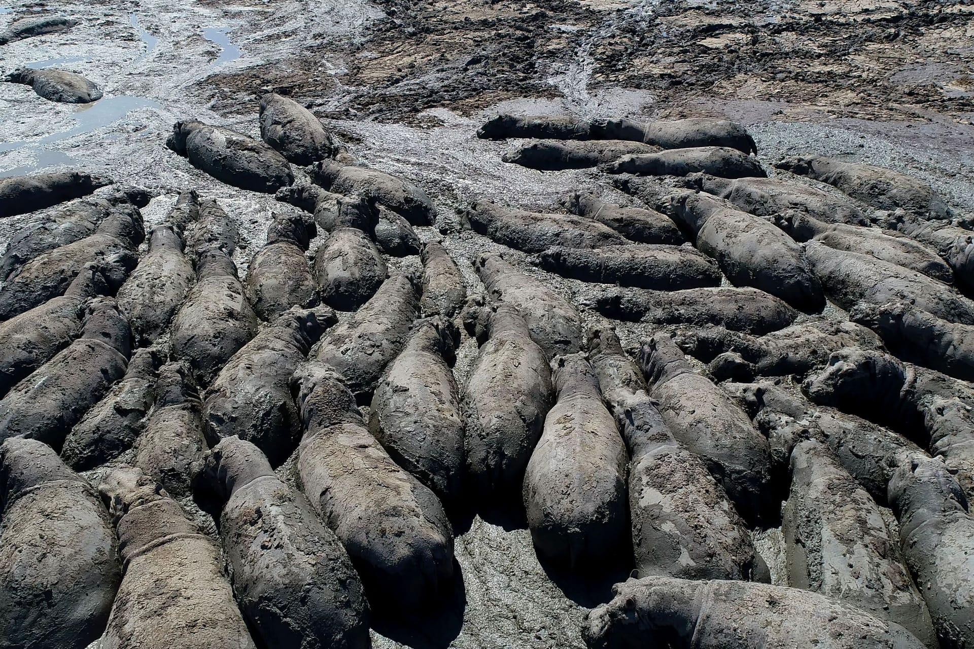 Dürre in Botswana: Nilpferde sind nahe dem Dorf Nxaraga im Okavango Delta in einer vertrocknenden Quelle zusammengedrängt.