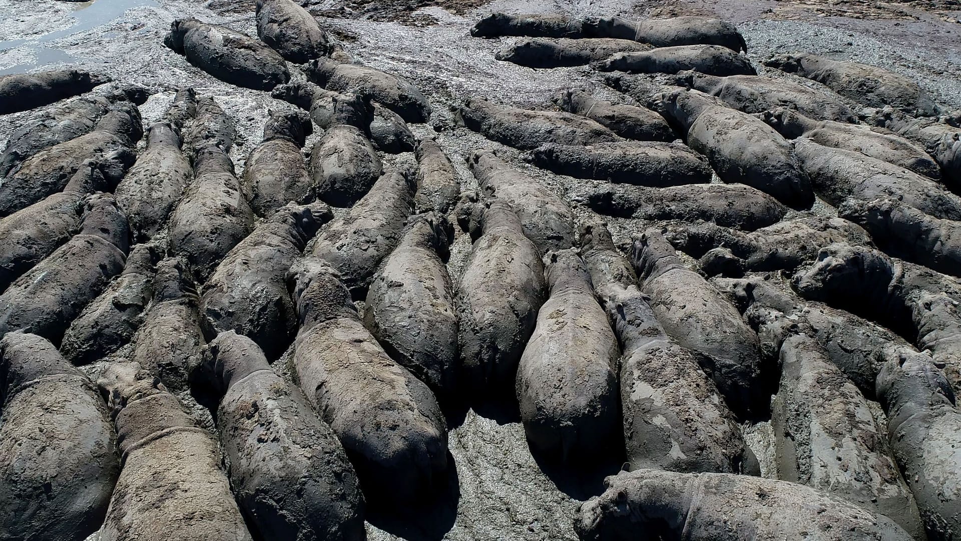 Dürre in Botswana: Nilpferde sind nahe dem Dorf Nxaraga im Okavango Delta in einer vertrocknenden Quelle zusammengedrängt.