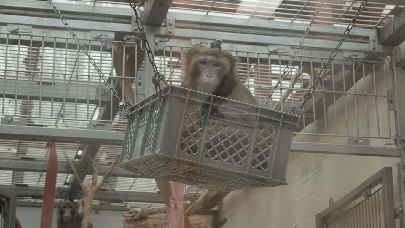 Affe in einem Gehege der Uni Bremen (Archivfoto): Nach eigenen Angaben hält die Einrichtung etwa 15 bis 20 Makaken, um an ihnen Versuche durchzuführen.