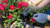 Die besten Rosendünger für eine üppige Blütenpracht im Frühjahr