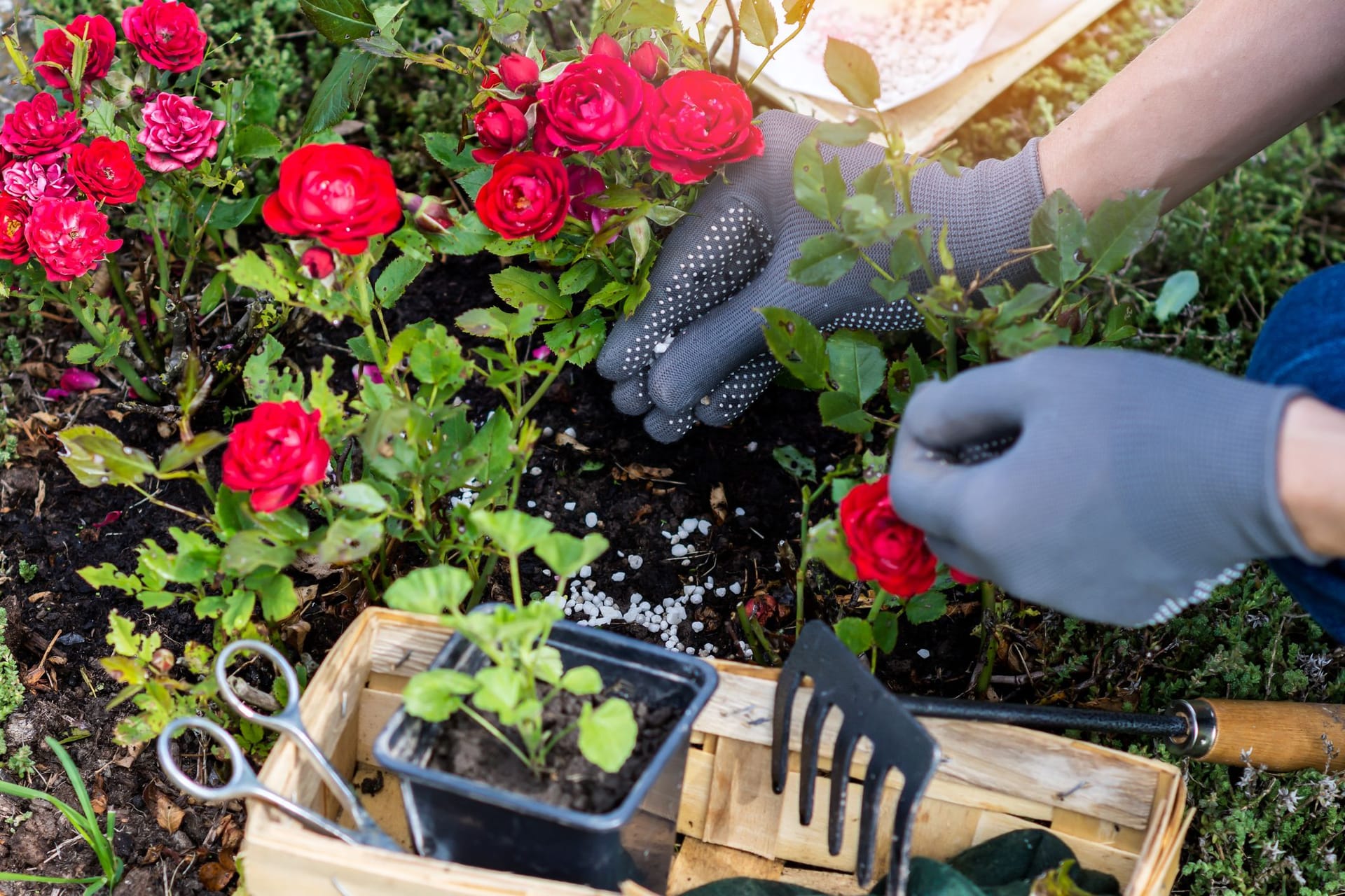 Rosendünger: Die Starkzehrer sollten im Frühling mit ausreichend Nährstoffen für kräftiges Wachstum versorgt werden.