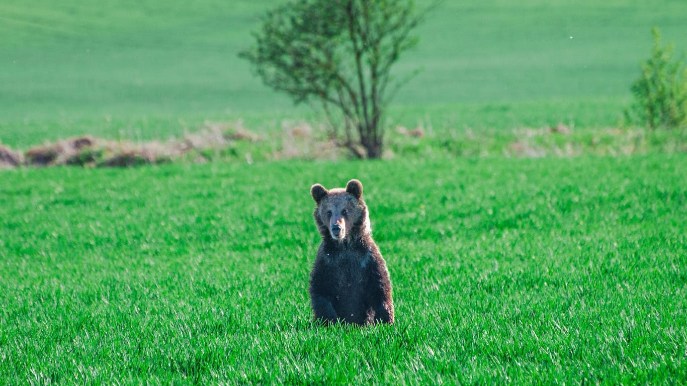 Bären in der Slowakei