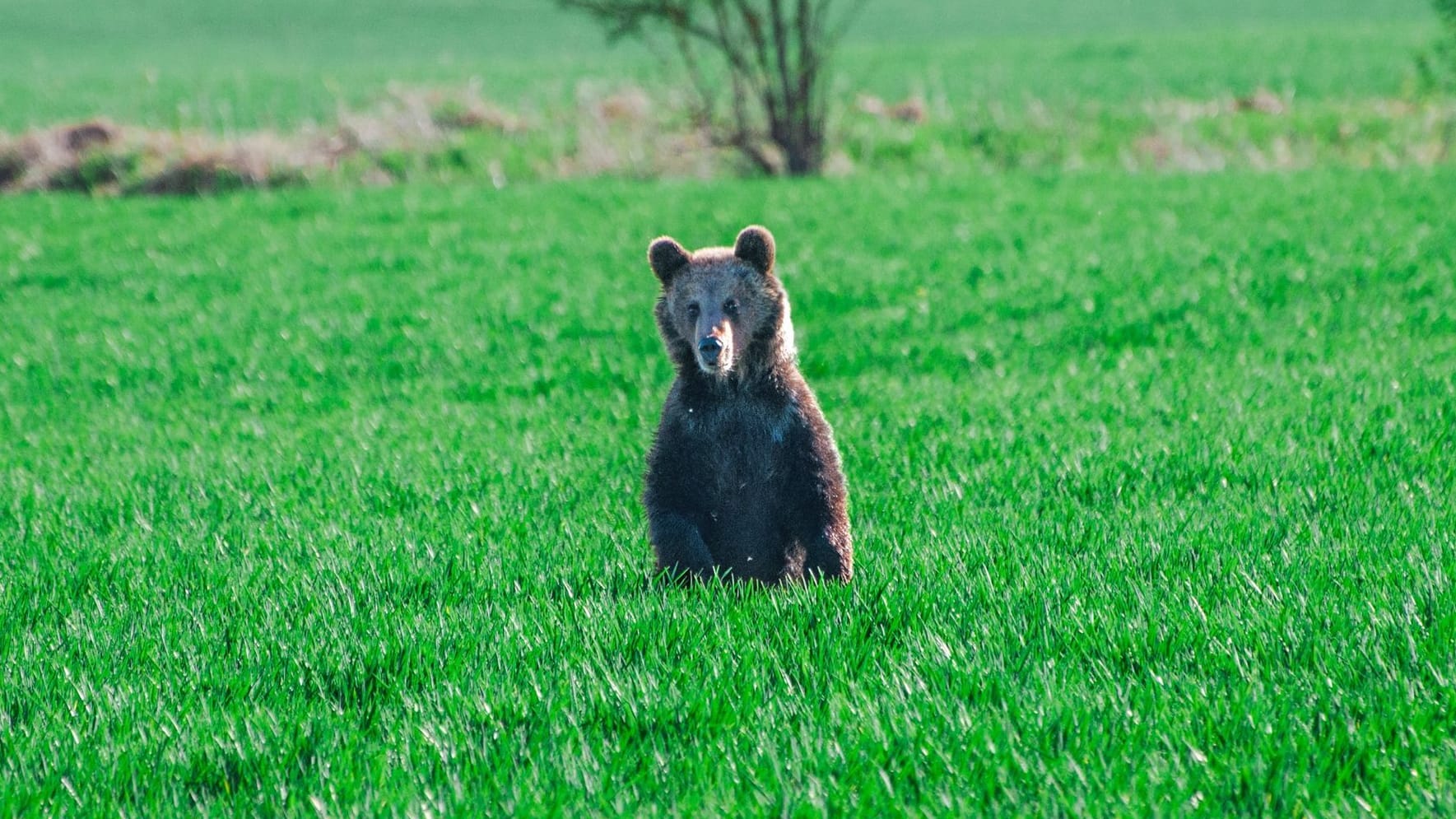 Bären in der Slowakei