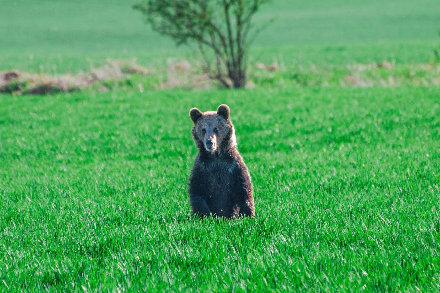 Bären in der Slowakei