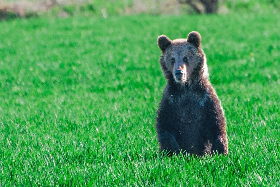 Bären in der Slowakei