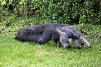 Ein Neu-Münchner: Der Ameisenbär Inca im Tierpark Hellabrunn.