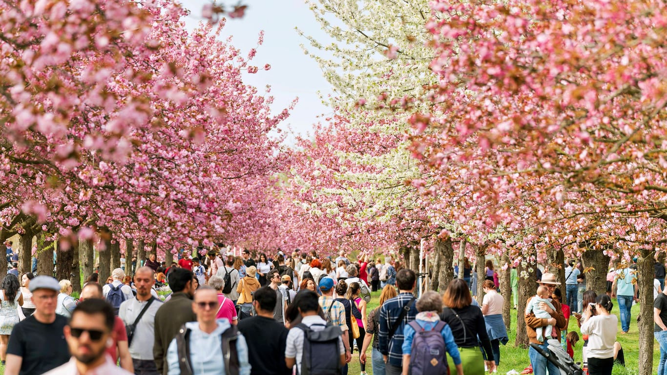 Blühende Kirschbäume am Berliner Mauerweg: Auch in dieser Woche werden sommerliche Temperaturen erwartet.