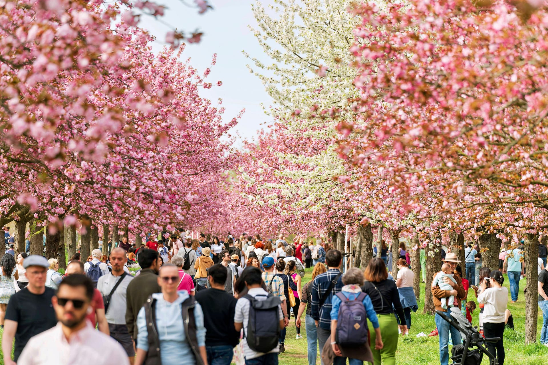 Blühende Kirschbäume am Berliner Mauerweg: Auch in dieser Woche werden sommerliche Temperaturen erwartet.