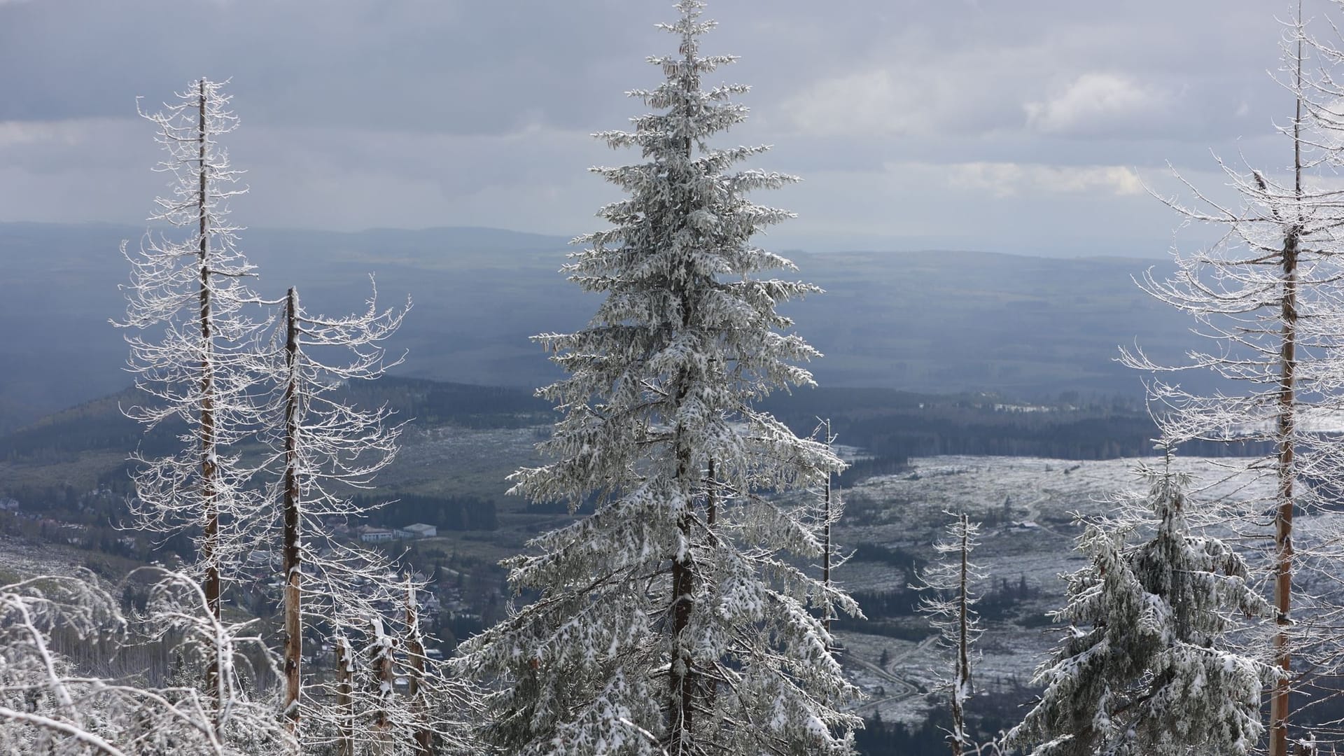 Schneebedeckte Fichten