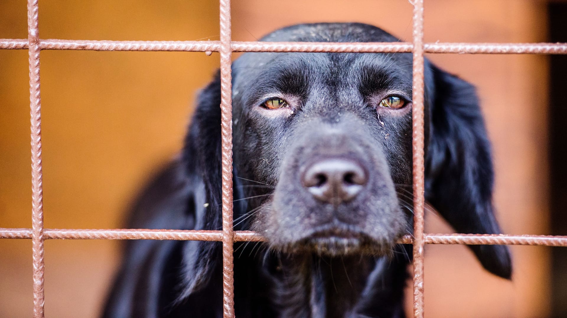 Ein Hund in einem Tierheim (Symbolbild): Im Tierheim Berlin leben viele Tiere, die seit Langem ein Zuhause suchen. Einige haben es besonders schwer.