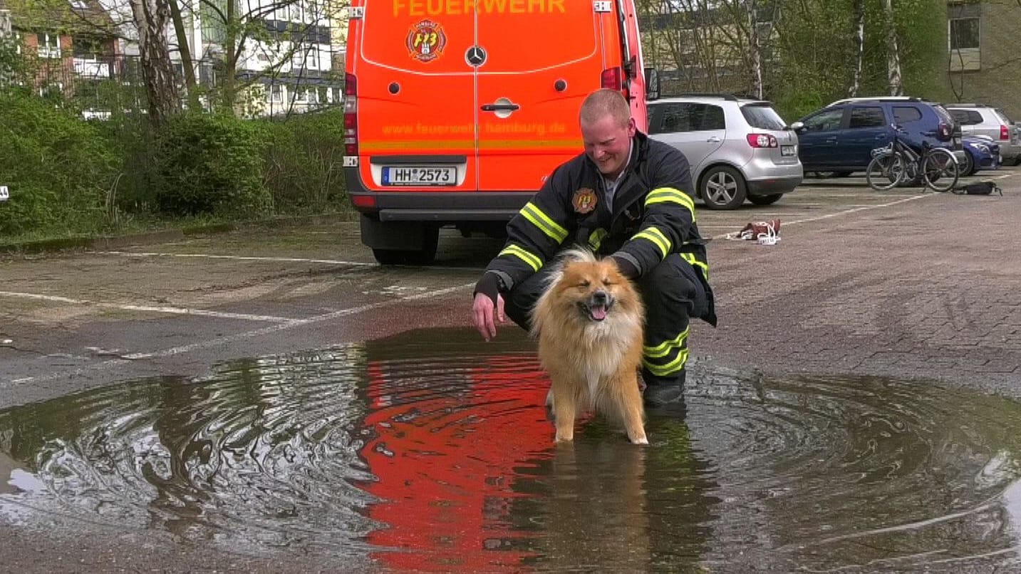 Ein Hund kühlt sich in einer Pfütze ab: Das Tier war in einem überhitzten Auto eingesperrt. Die Feuerwehr musste es befreien.