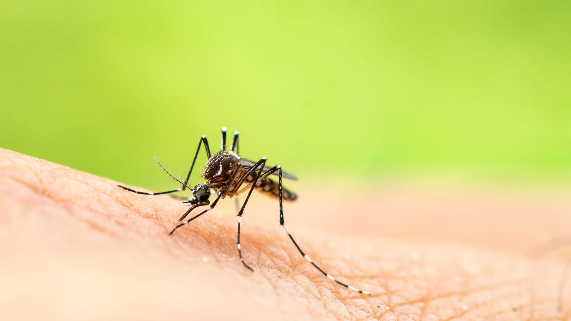Eine Asiatische Tigermücke: Die Tigermücke, Überträgerin des Dengue-Virus, ist eigentlich in Asien, Südamerika und im tropischen Afrika beheimatet. Eine Asiatische Tigermücke: Die Tigermücke, Überträgerin des Dengue-Virus, ist eigentlich in Asien, Südamerika und im tropischen Afrika beheimatet.