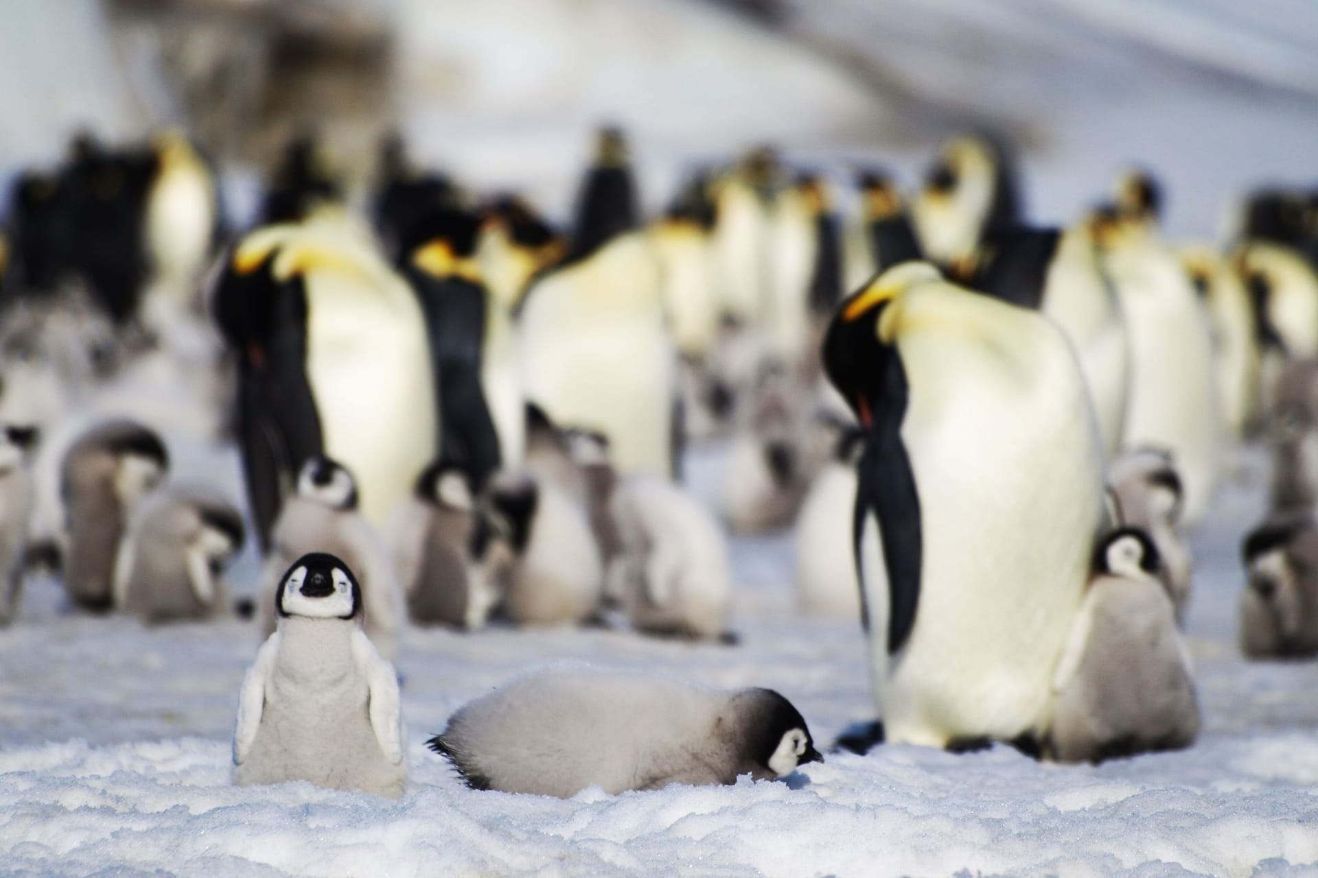 Kaiserpinguin-Kolonie in der Antarktis