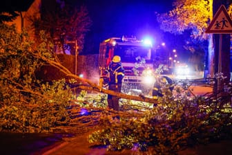 Umgestürzter Baum in Erlangen