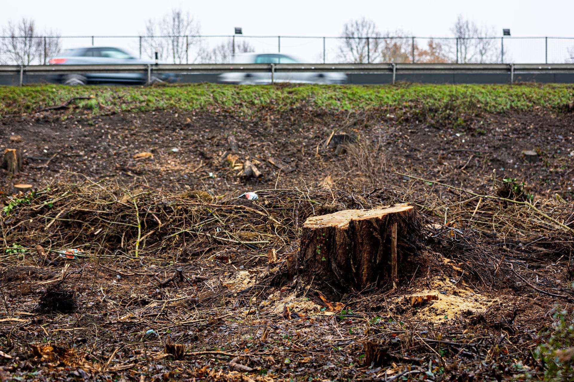 Südschnellweg: Für den Ausbau der B3 mussten bereits zahlreiche Bäume gefällt werden.