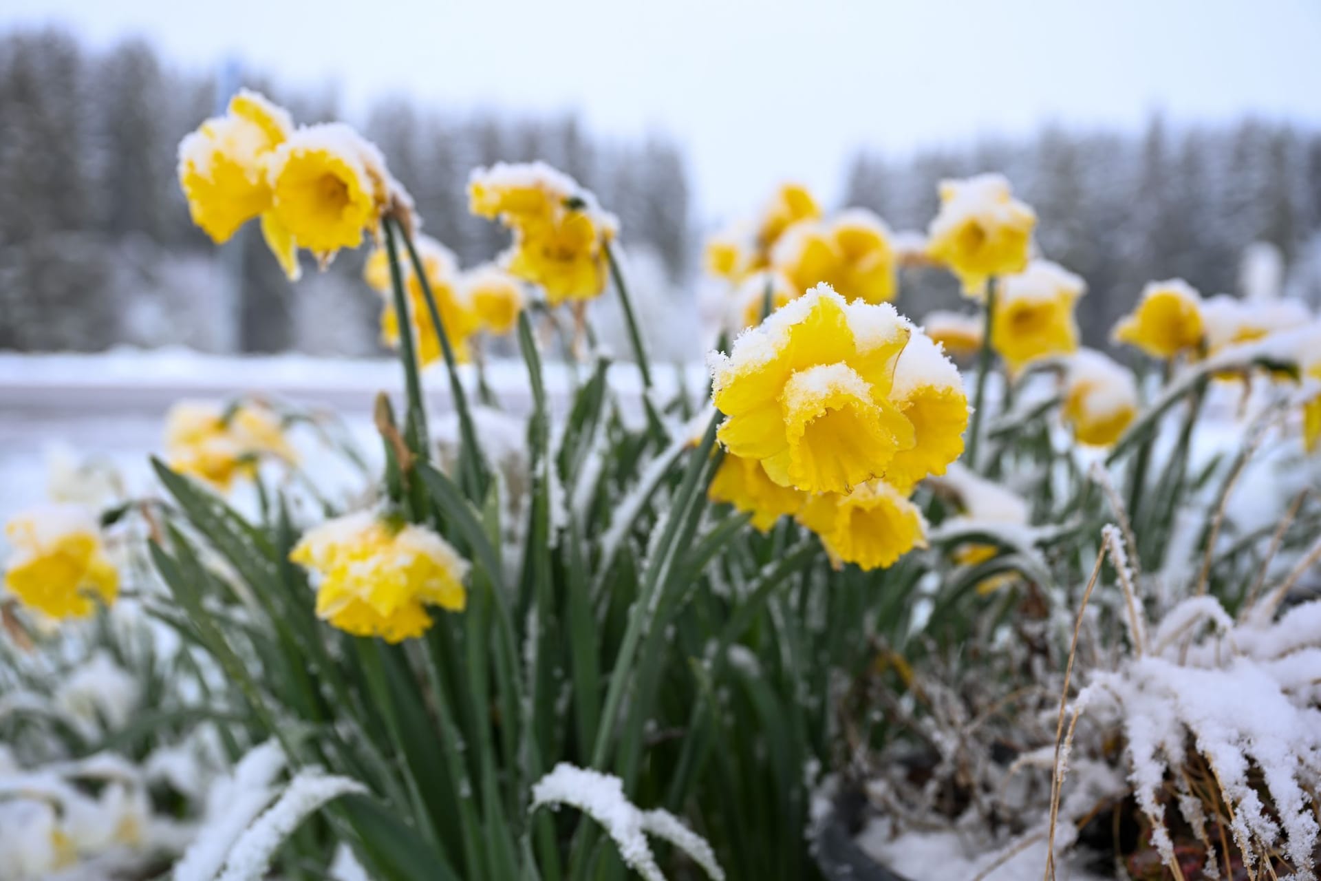 Schnee und Frost