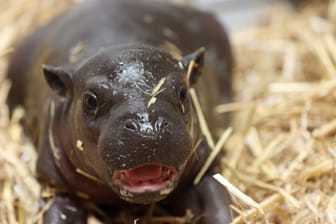 Nachwuchs bei den Zwergflusspferden: Am 7. April wurde Baby Mufaro geboren.
