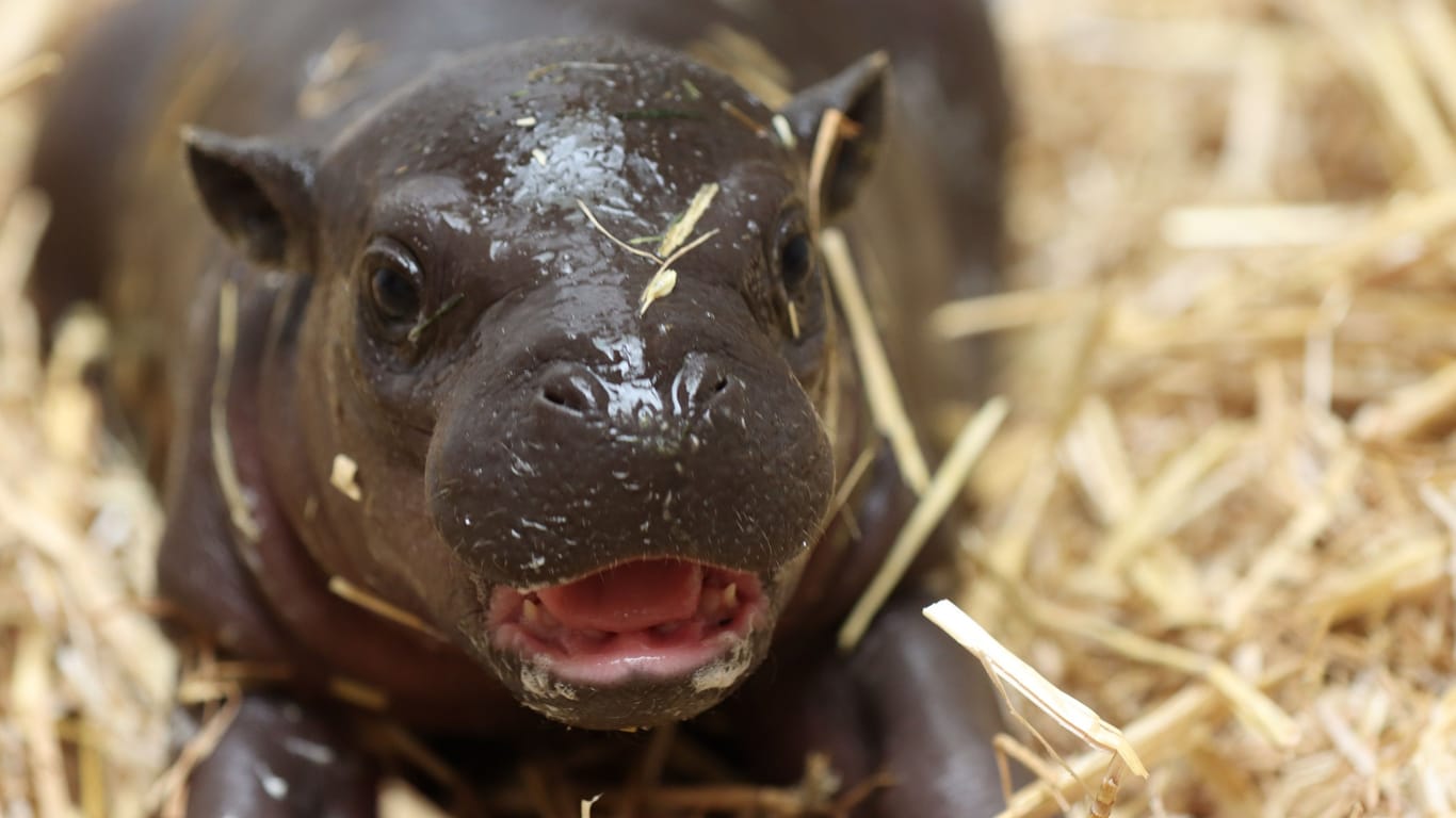 Nachwuchs bei den Zwergflusspferden: Am 7. April wurde Baby Mufaro geboren.