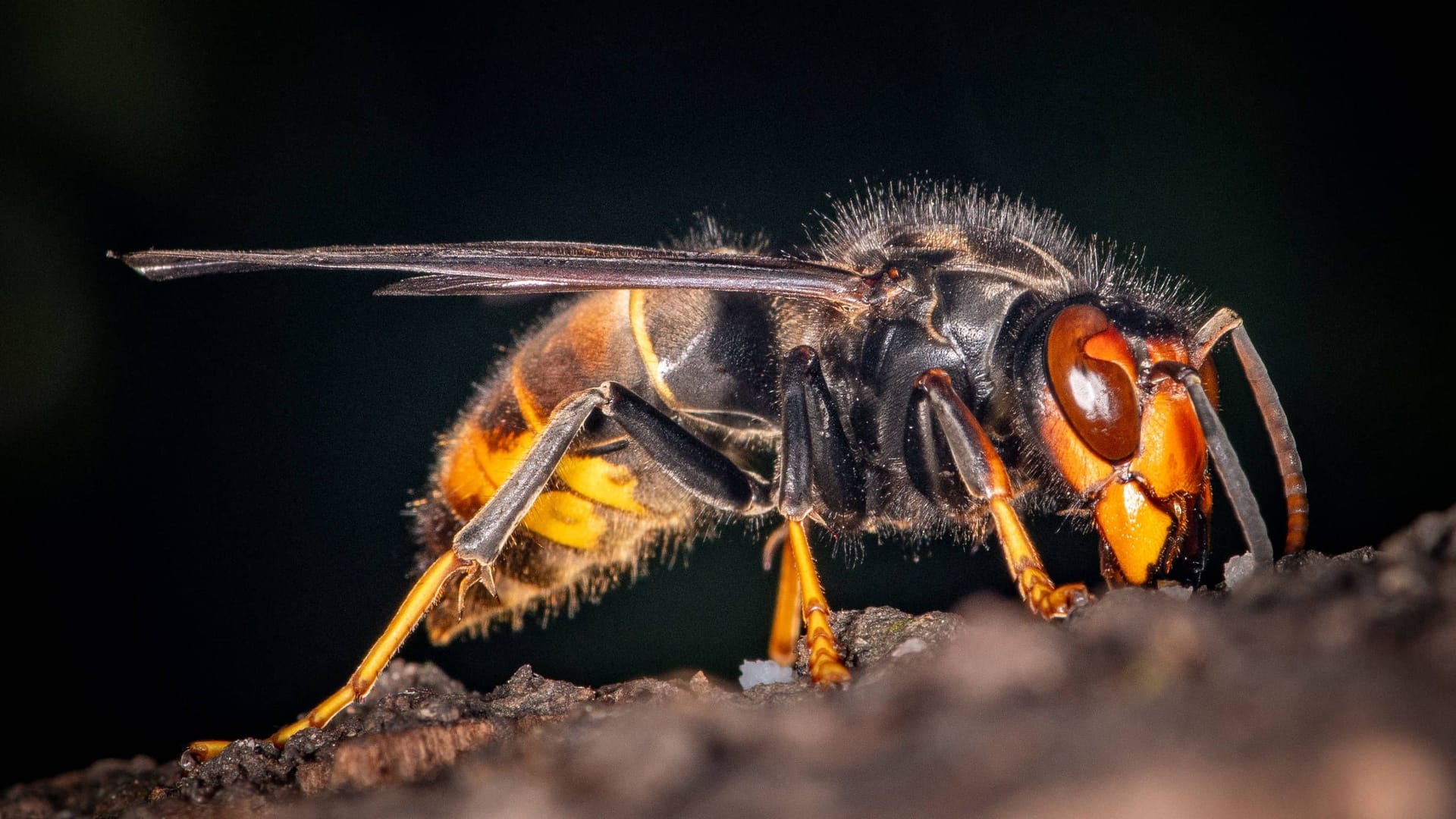 Eine Asiatische Hornisse (Symbolbild): Sie birgt eine große Gefahr für die heimischen Bienen.