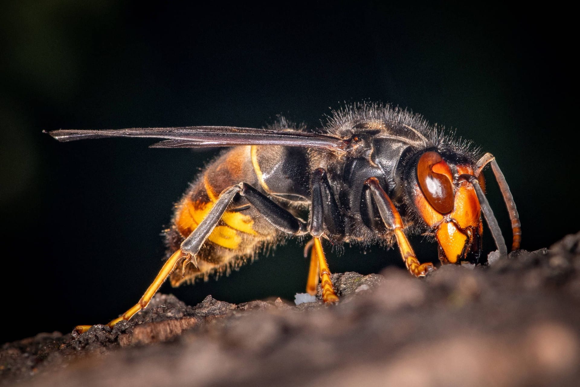Eine Asiatische Hornisse (Symbolbild): Sie birgt eine große Gefahr für die heimischen Bienen.