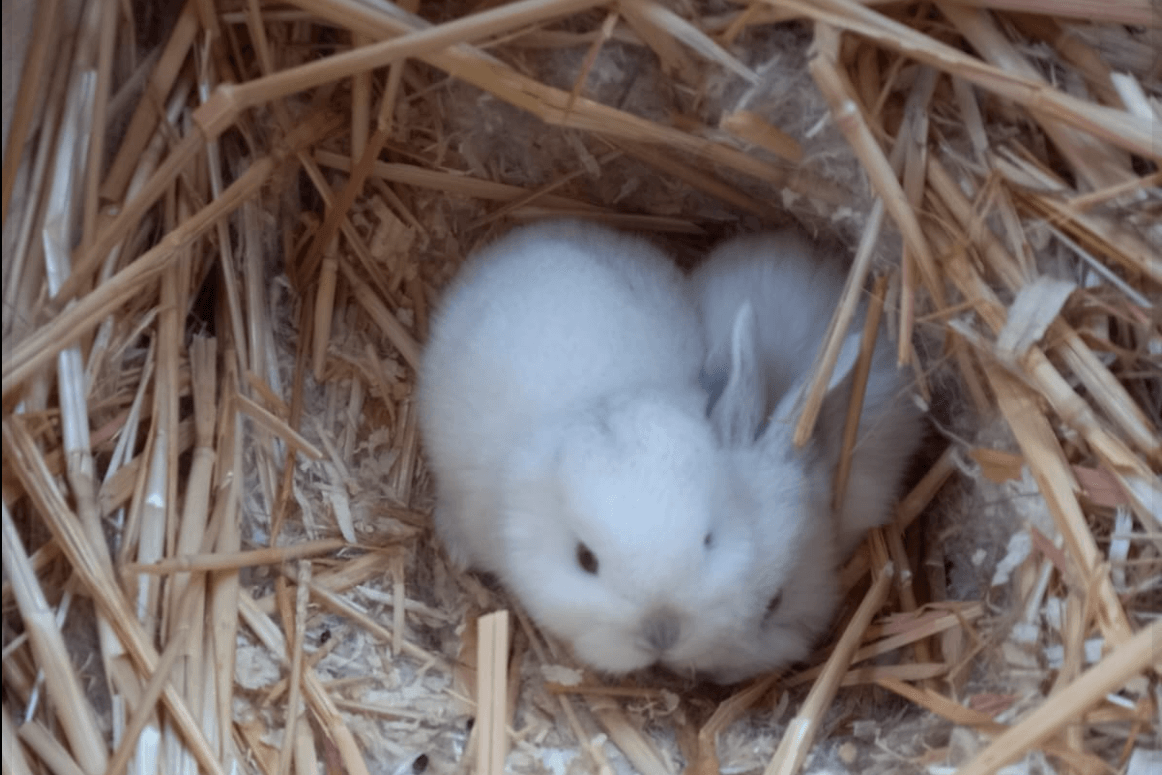 Kleine Babykaninchen im Wildpark Alte Fasanerie