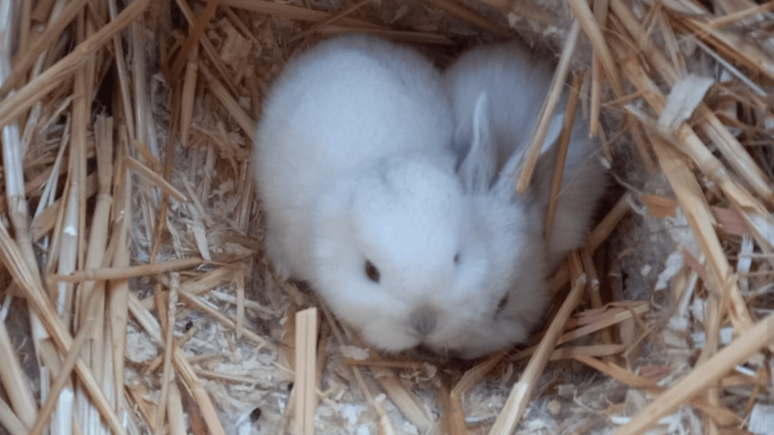 Kleine Babykaninchen im Wildpark Alte Fasanerie