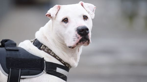 Berlin: Das Tierheim Berlin sucht eine Hospitzstelle für den totkranken Hund Taylor. Berlin: Das Tierheim Berlin sucht eine Hospitzstelle für den totkranken Hund Taylor.