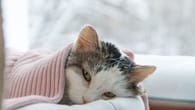 Berlin: Veterinäraufsicht rettet 31 Katzen aus Wohnung in Reinickendorf