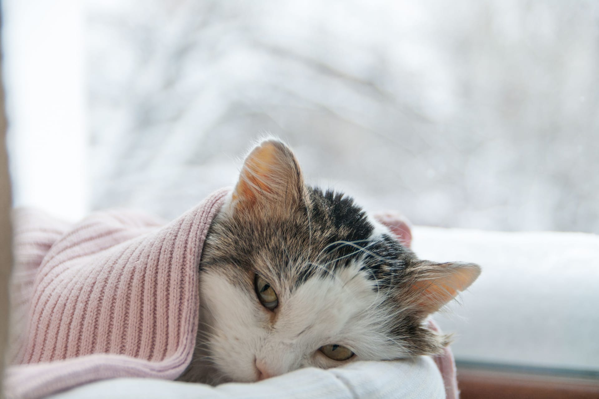 Eine kranke Katze (Symbolbild): In Berlin-Reinickendorf wurden 31 Katzen wegen nicht artgerechter Haltung aus einer Wohnung befreit Eine kranke Katze (Symbolbild): In Berlin-Reinickendorf wurden 31 Katzen wegen nicht artgerechter Haltung aus einer Wohnung befreit